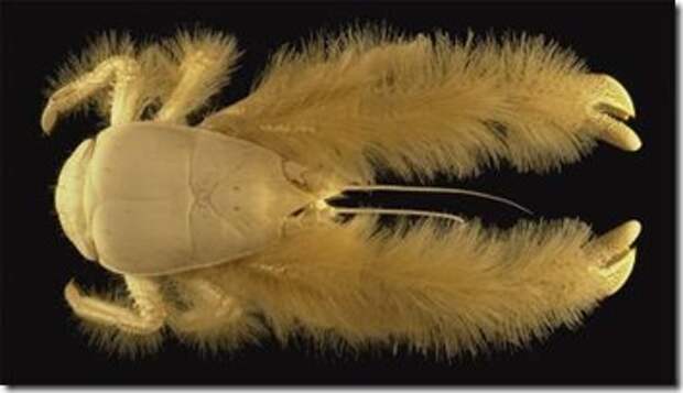 _yeti_crab