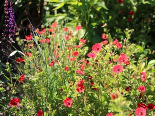 Лапчатка темно-кроваво-красная (Potentilla atrosanguinea)