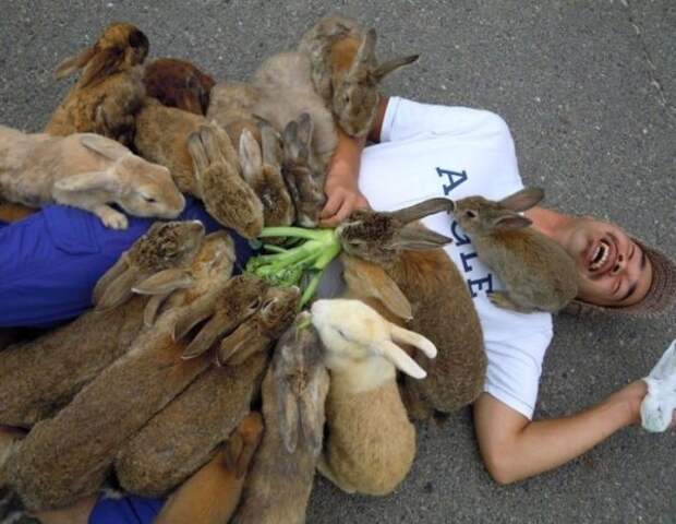 Японский остров, который находится под властью кроликов