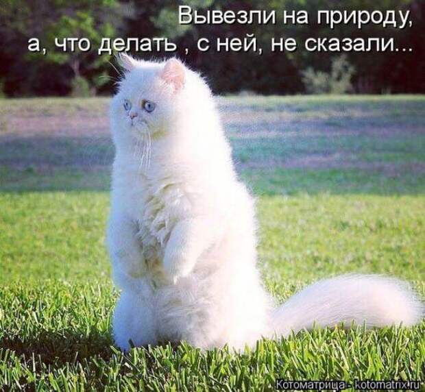 Котоматрицы(картинки с надписями)