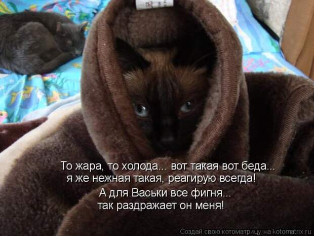 Лучшие котоматрицы недели (50 фото)