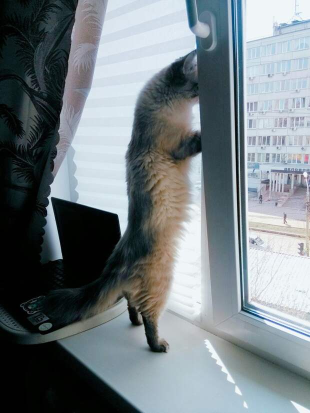 кот у окна