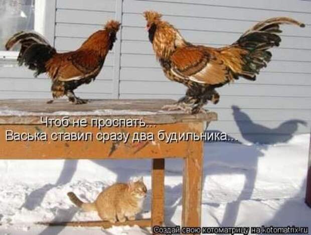 Прикольные животные, котоматрица