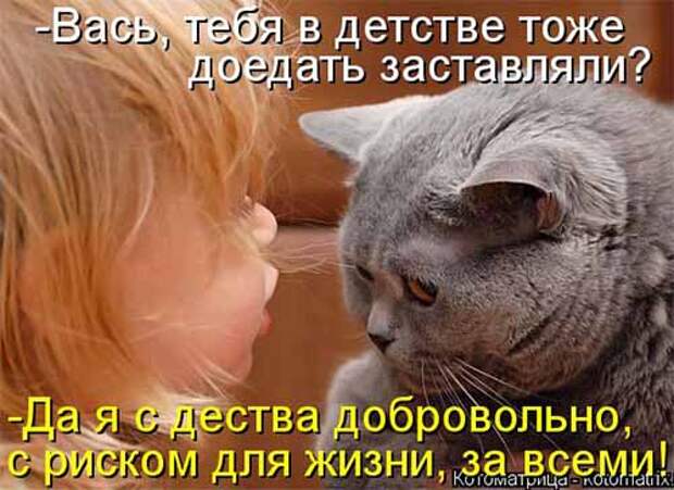 Кулинарные котоматрицы