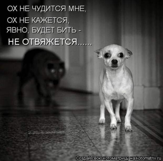 Котоматрицы (забавные картинки с надписями)