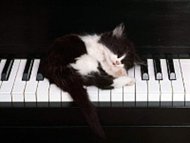 Любимые коте:) 104