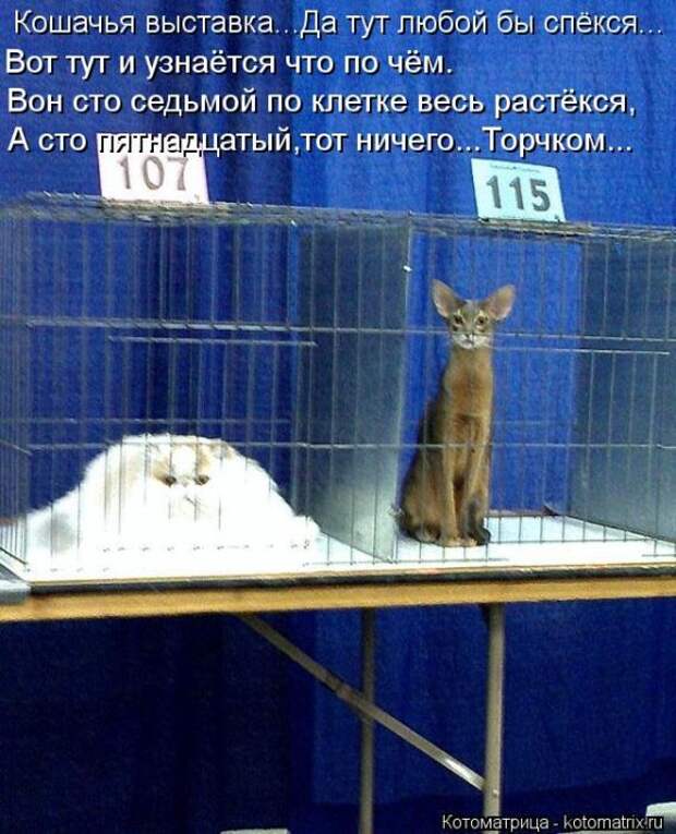 Лучшие котоматрицы недели Лучшие котоматрицы недели