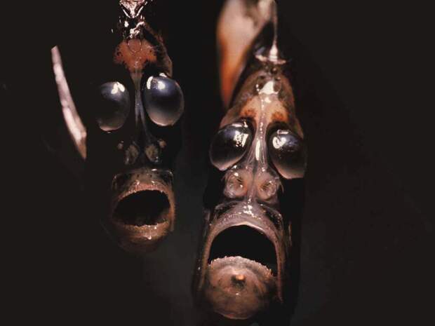 Рыба-топор: фото, описание, особенности