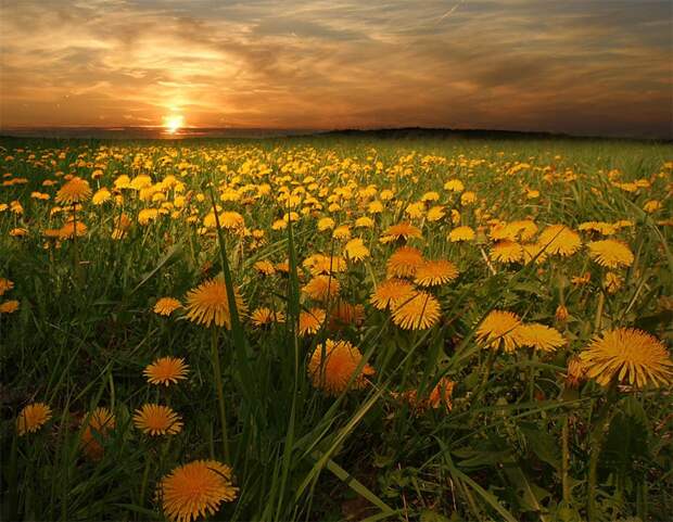 Фото жизнь - mondtag3106 - Пейзажи - Вечерние одуванчики
