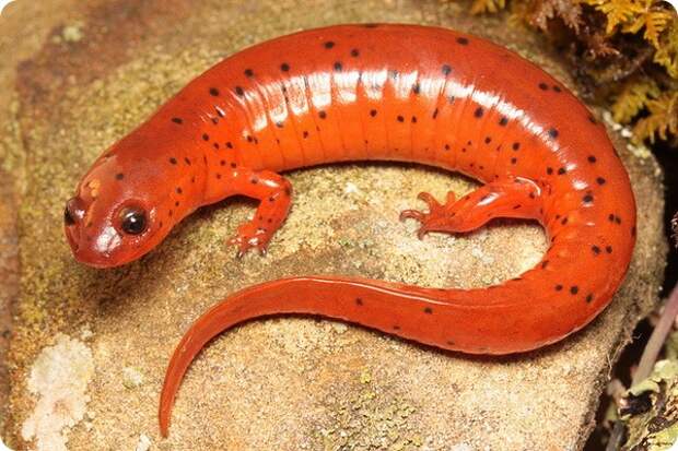 Ложный тритон (лат. Pseudotriton montanus diastictus)