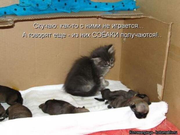 Котоматрицы (картинки с подписями)