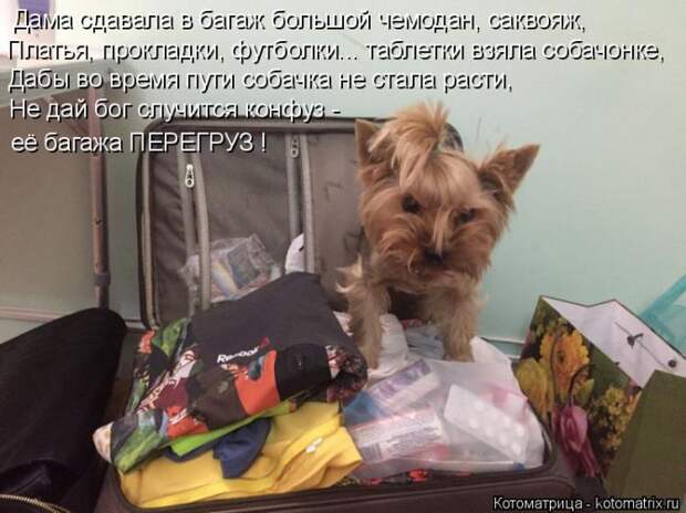 Лучшие котоматрицы недели (50 фото)