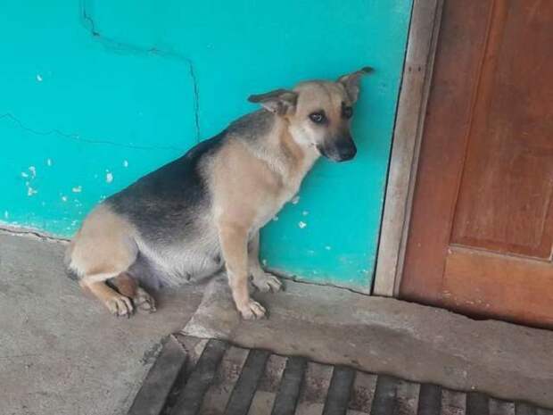 Собака ждет возле двери