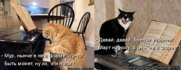 Новые котоматрицы с классным задором (30 фото)