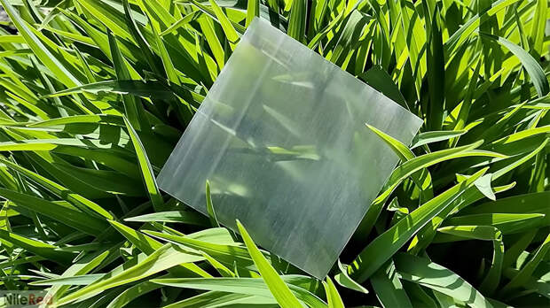 Зачем ученые сделали дерево прозрачным