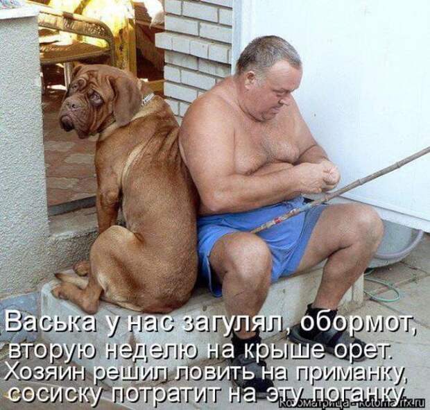 Котоматрицы (картинки с надписями)
