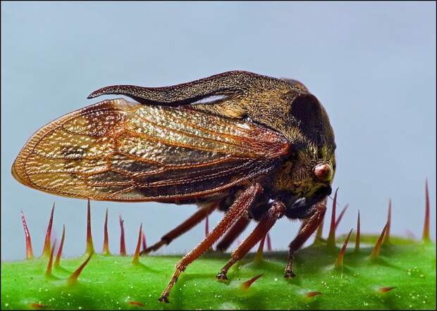 insects36 insects36 Портреты насекомых