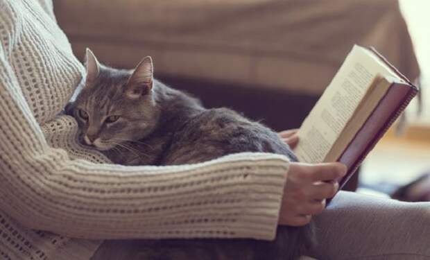Кошки способны отличать плохих людей от хороших: как они это делают