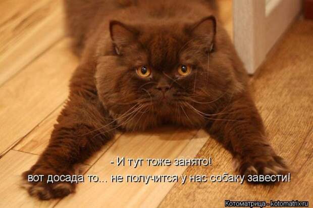 Лучшие котоматрицы недели (50 фото) Лучшие котоматрицы недели (50 фото)