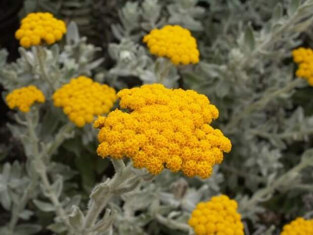 Гелихризум (Helichrysum). © wikipedia  📷 