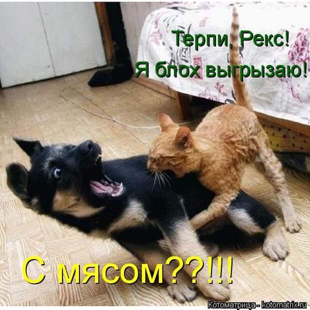 Лучшие котоматрицы недели