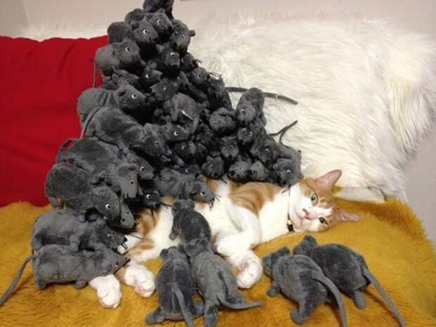 Кошки,постигшие дзен кошки, приколы, смешные кошки, юмор.