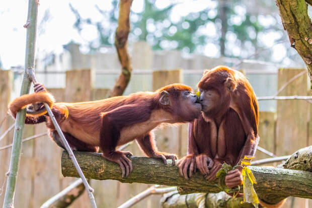 23 душещипательных фото животных, которые любят друг друга