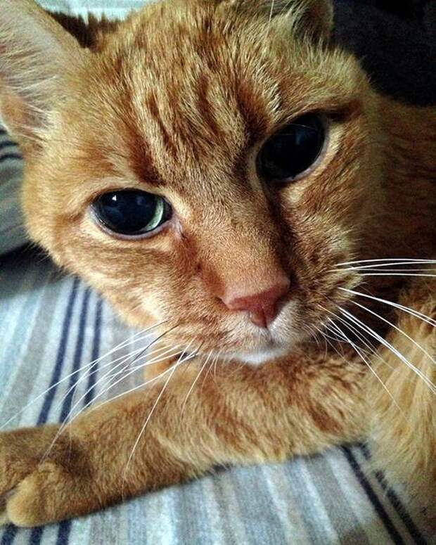 22-летний кот сопровождает хозяина с момента его рождения