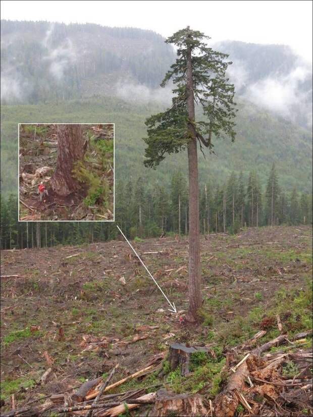 kartinok-interesnyh-prikolnyh-kartinki-smeshnye-kartinki-fotoprikoly