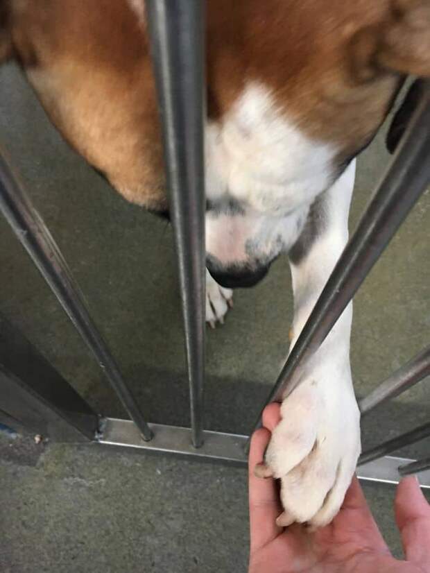 Went To The Shelter With The Intention Of Petting The Dogs... Left With A Dog