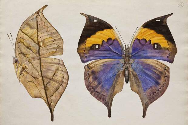 В Дарвиновском музее откроется выставка "Искусство обмана"