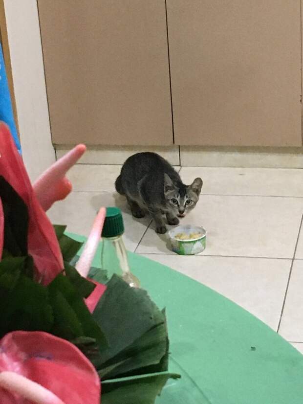Местные меня не понимают: кошка-то не рыжая!