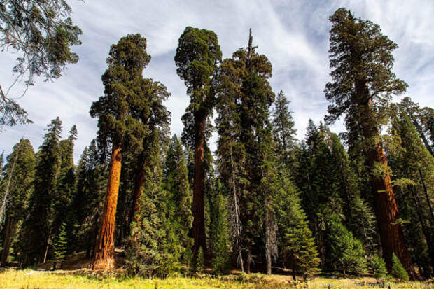 Национальный парк Секвойя в Калифорнии