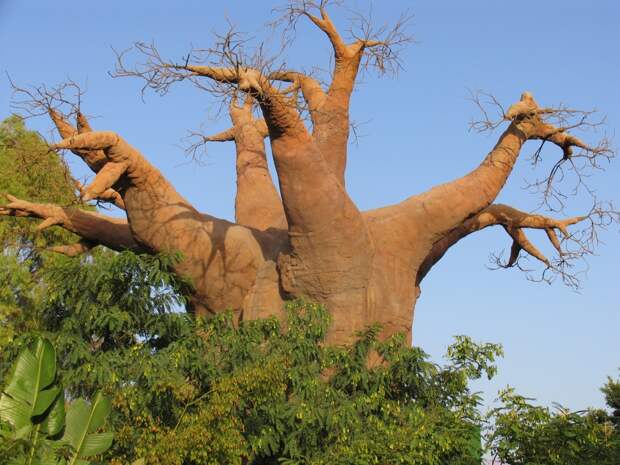 http://respekt.crimea.ua/uploads/content/images/madagascar-baobab-tree(1).jpg