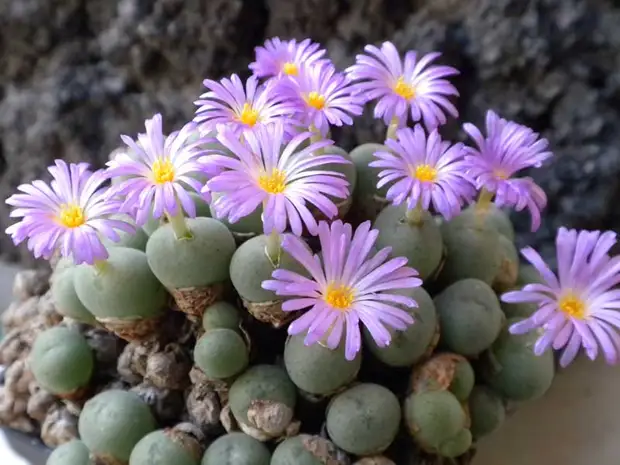 Комнатное растение Конофитум (Conophytum)