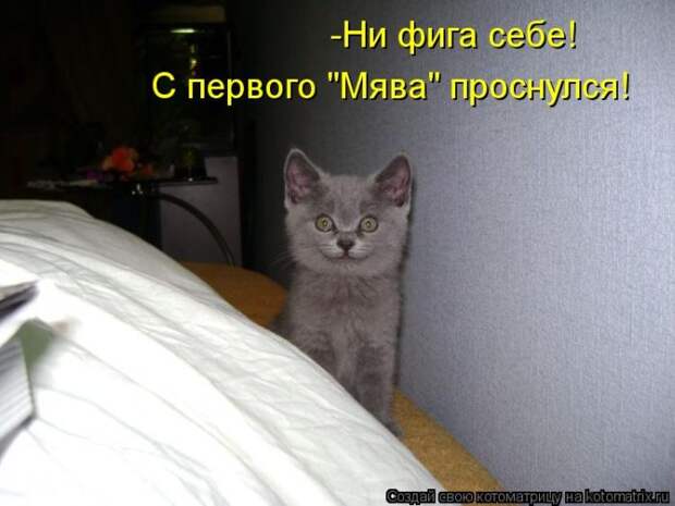 Лучшие котоматрицы недели Лучшие котоматрицы недели
