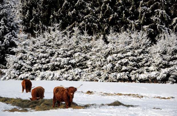 winterbeauty41