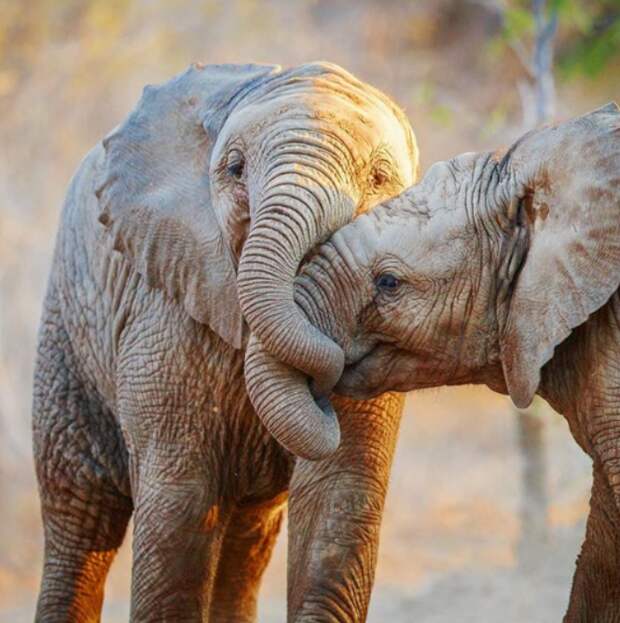 23 душещипательных фото животных, которые любят друг друга