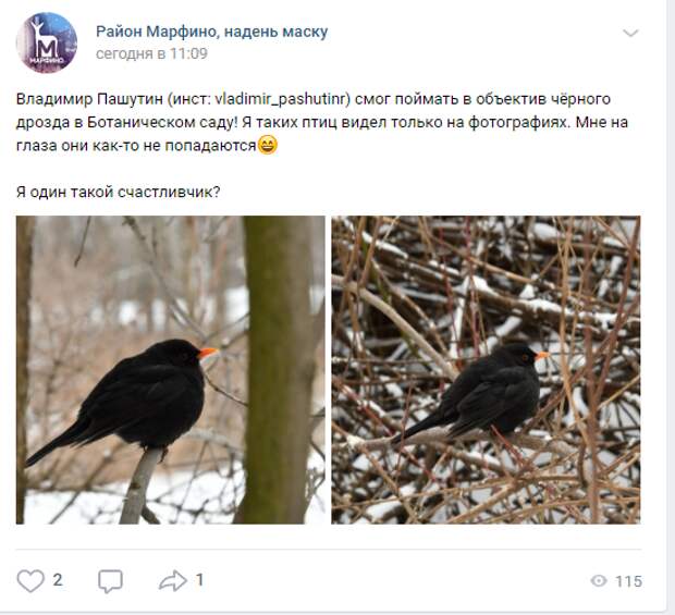 В Ботаническом саду запечатлели черного дрозда
