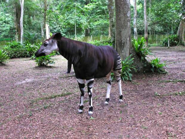 Okapi Wildlife Reserve