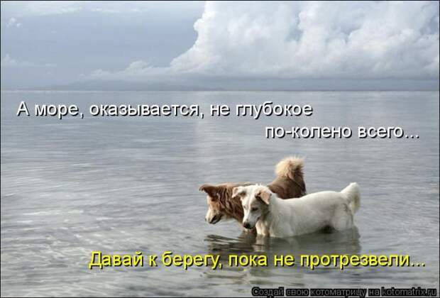 Лучшие котоматрицы недели (50 фото)