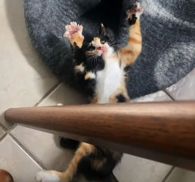 Фотография: 22 котика, в которых внезапно проснулся охотничий инстинкт, но они забыли как это делается №18 - BigPicture.ru