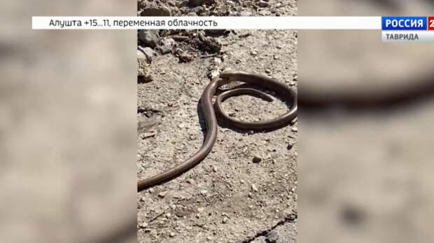 В Крыму раньше срока проснулся желтопузик