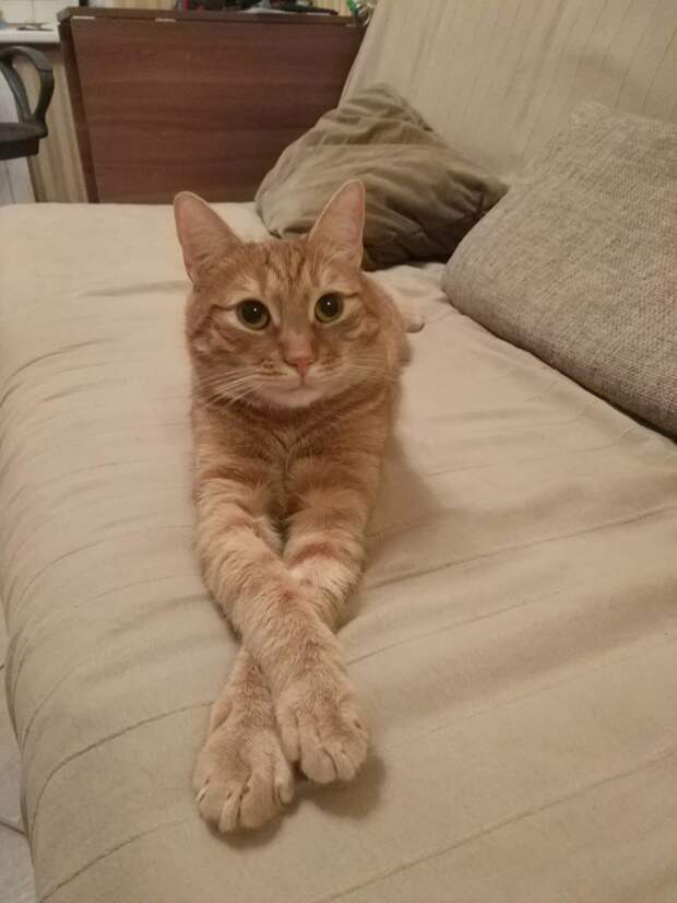 дом для котёнка рыжий кот