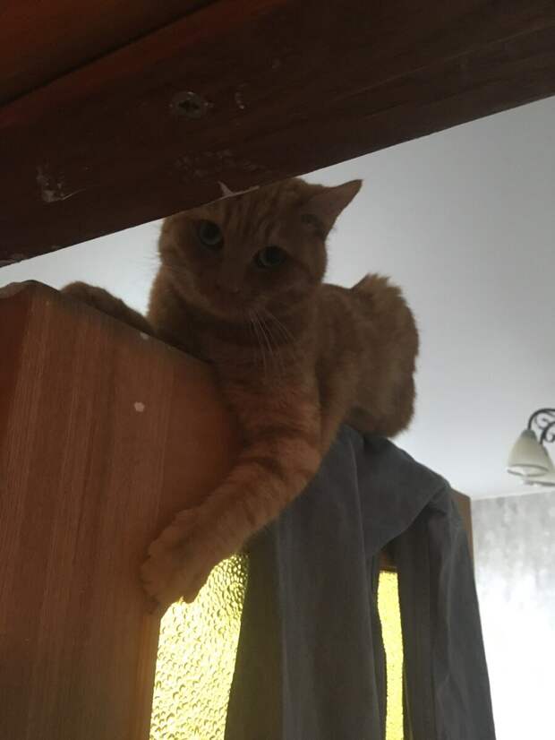Кот в доме?! Только рыжим позволено