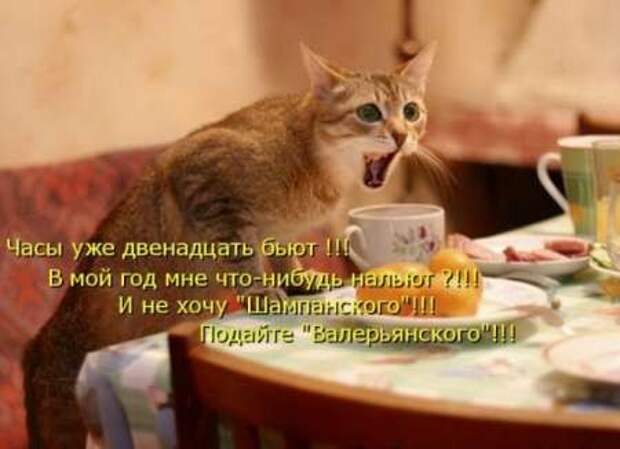 Прикольные животные, котоматрица