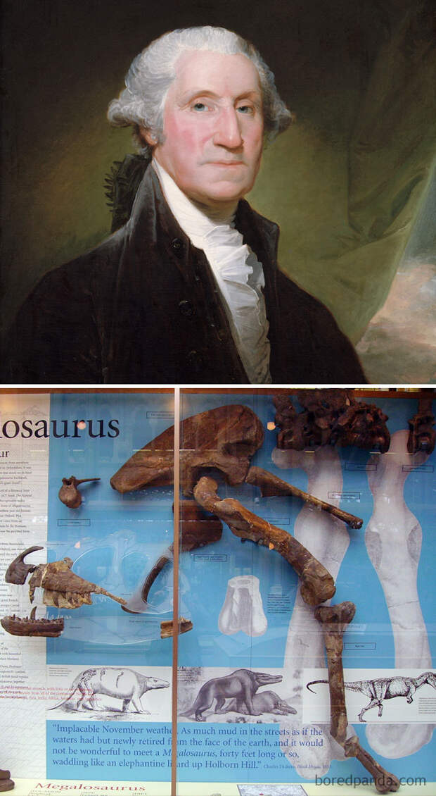 George Washington Died In 1799. The First Dinosaur Fossil Was Discovered In 1824. George Washington Never Knew Dinosaurs Existed