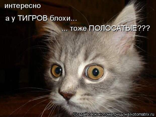 Мысли вслух :)