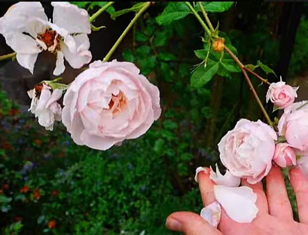 Подкормка для роз из сульфата магния: её делают только настоящие розоводы. Цветение всегда пышное и шикарное