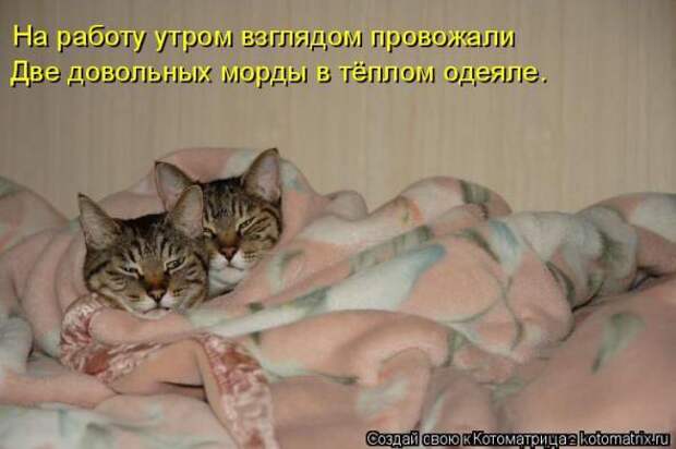 Котоматрицы (картинки с надписями)